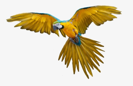 Colorful Flying Birds Png - Bird Png, Transparent Png, Transparent PNG