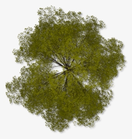 Tree Png Top View Transparent Tree Top View Images - Transparent Background Tree Plan Png, Png Download, Transparent PNG