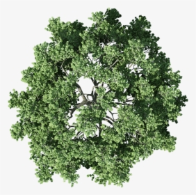 Transparent Background Tree Plan Png, Png Download, Transparent PNG
