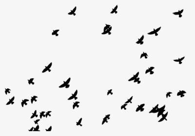 Flock, Birds, Animals, Pigeons, Flying, Silhouette, - Picsart Sticker, HD Png Download, Transparent PNG