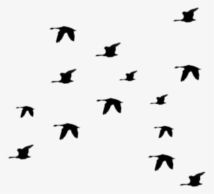 Flying Birds Silhouette Png -flying Bird Graphic - Bird Gif Png Fly, Transparent Png, Transparent PNG
