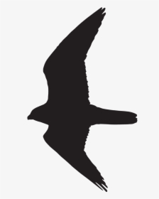 Peregrine Falcon Overview, All About Birds, Cornell - Peregrine Falcon Flight Silhouette, HD Png Download, Transparent PNG