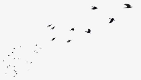 Flock Of Birds Png - Flock, Transparent Png, Transparent PNG