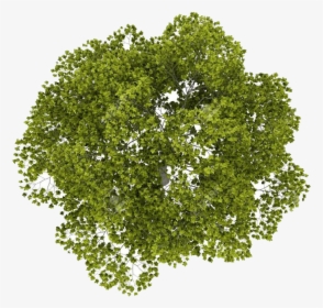 Transparent Sycamore Leaf Clipart - Transparent Tree Top Png, Png Download, Transparent PNG