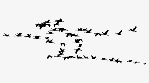 Flock Of Cranes Silhouette Clip Arts - Flock Of Cranes Silhouette, HD Png Download, Transparent PNG