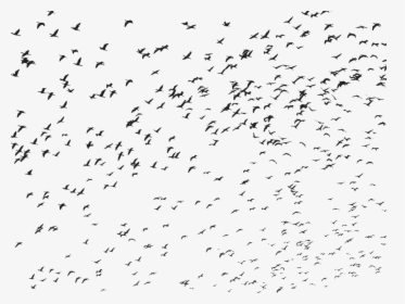 Birds, Flock, Flying, Animals, Silhouette - Flock Of Birds Transparent, HD Png Download, Transparent PNG