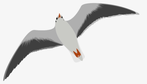 Download Gull Bird Png Transparent Images Transparent - Seagull Clip Art, Png Download, Transparent PNG