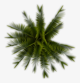 Tree Plan Png Free Download - Palm Tree Plan Png, Transparent Png, Transparent PNG