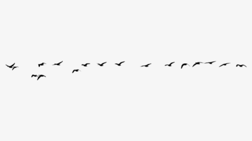 Silhouette Birds Flying Png, Transparent Png, Transparent PNG