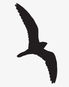 Whippoorwill Silhouette, HD Png Download, Transparent PNG