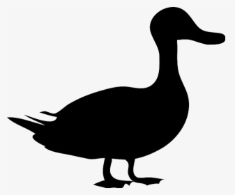 Black Duck - Shadow Of Animals Clipart, HD Png Download, Transparent PNG