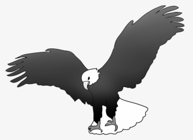Bald Eagle Landing Drawing - Black And White Drawing Of An Eagle, HD Png Download, Transparent PNG
