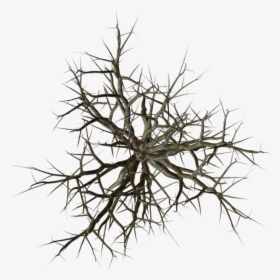 Dead Tree Top View - Tree Branch Top View Png, Transparent Png, Transparent PNG