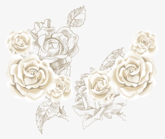 Beach Rose Flower Clip Art - White Roses Transparent Background, HD Png Download, Transparent PNG