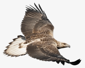Eaglecam Logo - White Bellied Sea Eagle Png, Transparent Png, Transparent PNG