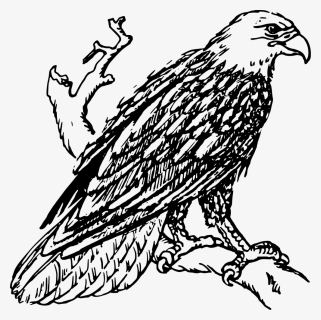 Golden Clipart Black And White - Bald Eagle Clip Art Black And White, HD Png Download, Transparent PNG