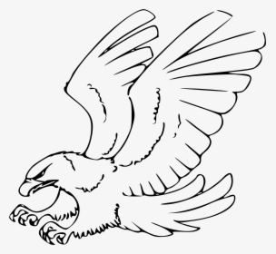 Eagle Black And White Clipart - Red Tailed Hawk Drawing, HD Png Download, Transparent PNG