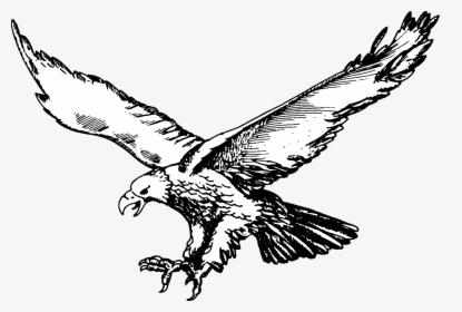 Soaring Eagle Png - Olivet Eagles Logo, Transparent Png, Transparent PNG