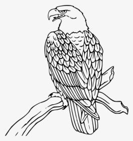 Eagle - Drawing - Bald Eagle Coloring Page, HD Png Download, Transparent PNG