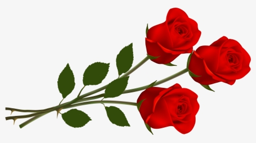 Three Red Roses, HD Png Download, Transparent PNG