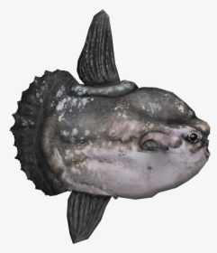 Ocean Sunfish - Ocean Sunfish Png, Transparent Png, Transparent PNG