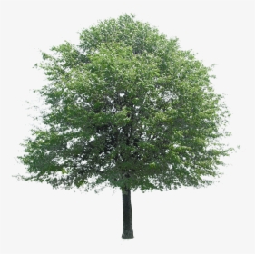 Free Download Of Tree Icon Clipart - Tree Photoshop, HD Png Download, Transparent PNG