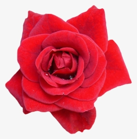 Red Rose Flower Png Image - Red Rose Flower Png, Transparent Png, Transparent PNG