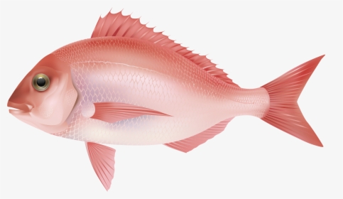 Ocean Fish Png - Pink Salt Water Fish, Transparent Png, Transparent PNG