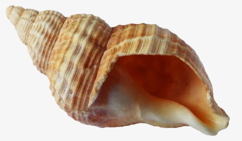Sea Shell Png Transparent Image - Transparent Background Seashell Png, Png Download, Transparent PNG