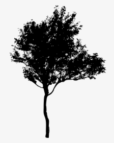 Tree Silhouette 2 - Silhouette Of A Tree Png, Transparent Png, Transparent PNG