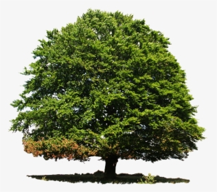 Isolated, Deciduous Tree, Summer, Nature, Green - Anna Cano Salmos 63, HD Png Download, Transparent PNG
