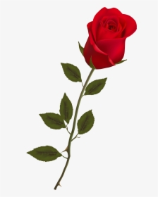 Single Long Stem Red Rose, HD Png Download, Transparent PNG