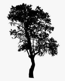 Tree Silhouette 2 - Transparent Background Black Tree Outline, HD Png Download, Transparent PNG