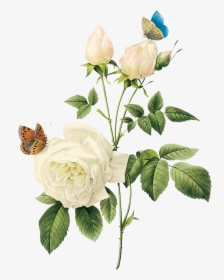 Free White Rose Watercolor, HD Png Download, Transparent PNG
