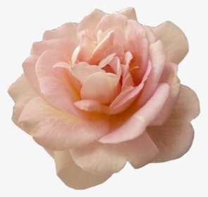 Beautiful Pink Rose Flower - Transparent Pink Flower Png, Png Download, Transparent PNG
