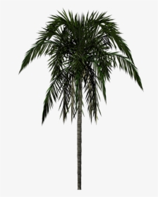 Palm Tree Png - Palm Tree 2d Png, Transparent Png, Transparent PNG