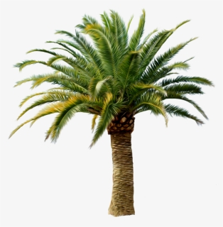 Palm Tree Png - Small Palm Tree Png, Transparent Png, Transparent PNG