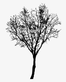 Tree Silhouette 2 - Portable Network Graphics, HD Png Download, Transparent PNG