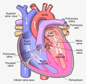 Human Heart, HD Png Download, Transparent PNG