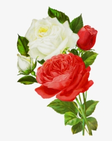 White And Red Roses Transparent, HD Png Download, Transparent PNG