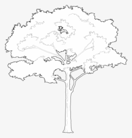 Tree Vector Png White, Transparent Png, Transparent PNG