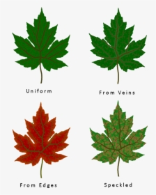 Transparent Veins Texture Png - Different Types Of Leaf Texture, Png Download, Transparent PNG