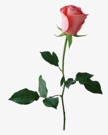 Rose Stem Png -large Rose Bud Png Clipart - Red Rose Transparent Background, Png Download, Transparent PNG