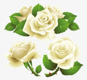 Flower Rose Garden Roses Rose Family Png - Transparent Background White Rose Png, Png Download, Transparent PNG
