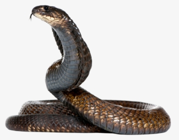 Dangerous Black Snake Png Image, Transparent Png, Transparent PNG