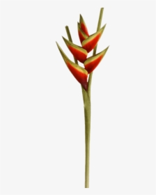 Heliconia Flower - Birds Of Paradise Transparent Background, HD Png Download, Transparent PNG