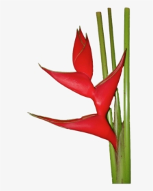 Red Heliconia - Heliconia Flower Gif, HD Png Download, Transparent PNG