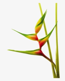 Heliconia Bihai Aurea - Heliconias Png, Transparent Png, Transparent PNG