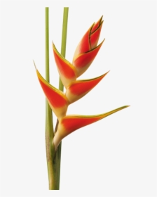 Heliconia Png, Transparent Png, Transparent PNG