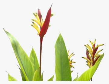 Tropical Plants Flower Png , Png Download - Tropical Plant Png, Transparent Png, Transparent PNG